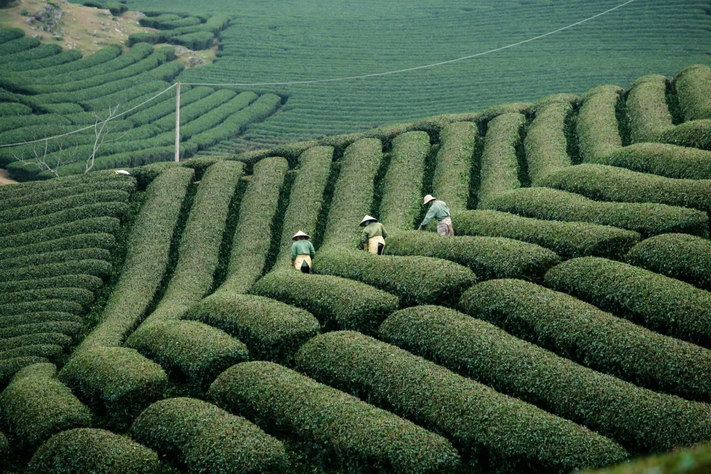 psikotes plantation worker malaysia