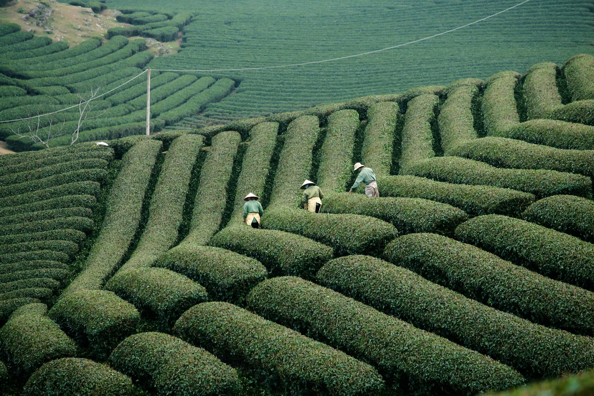 psikotes plantation worker malaysia